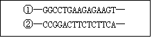 文本框: ①—GGCCTGAAGAGAAGT— ②—CCGGACTTCTCTTCA—